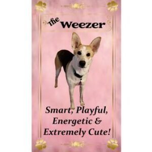 Tarot Pets